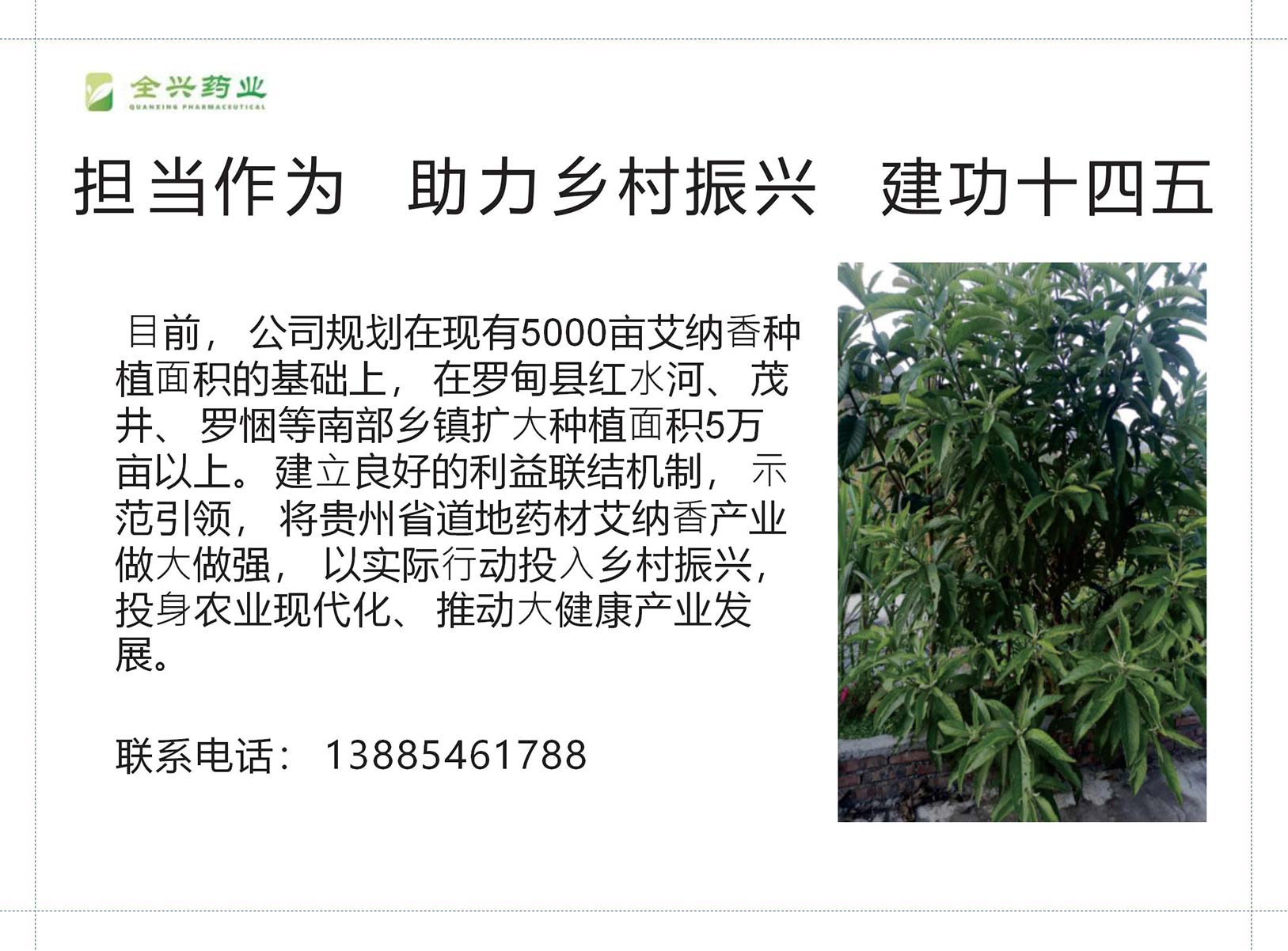 全兴药业艾纳香-15